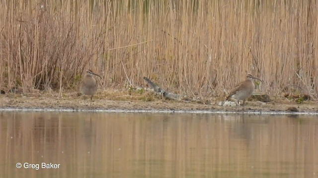 Whimbrel - ML569274651