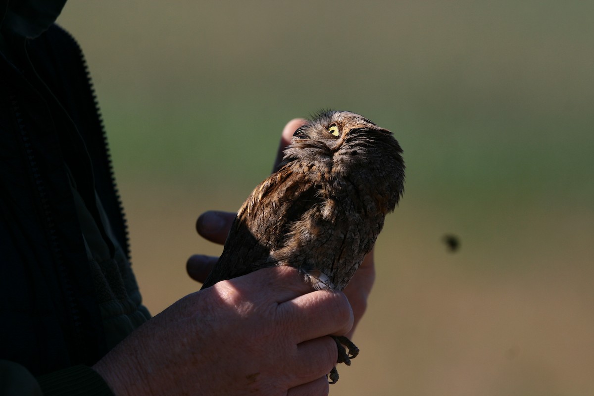 Eurasian Scops-Owl - ML569274661