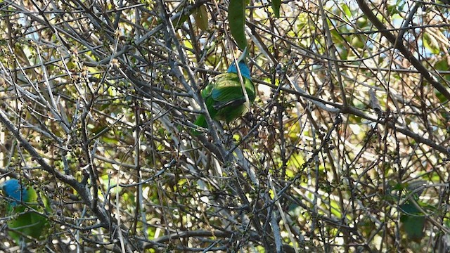 Blauwangen-Bartvogel - ML569274711