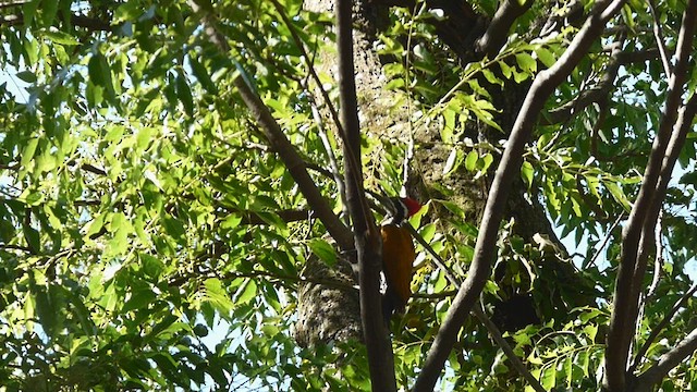 Greater Flameback - ML569274811