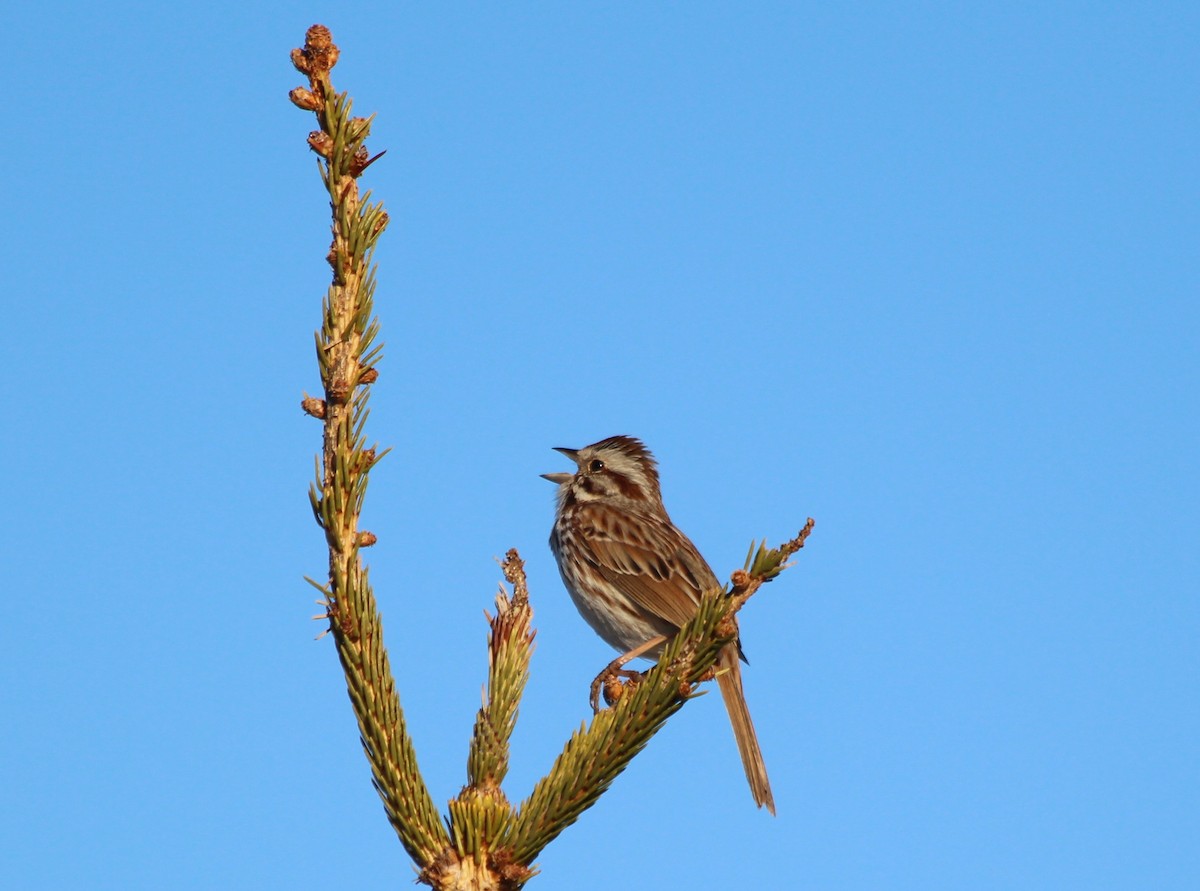 Song Sparrow - ML56927521