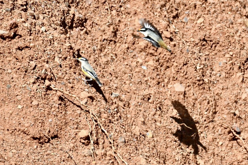 Striated Pardalote - ML569275671