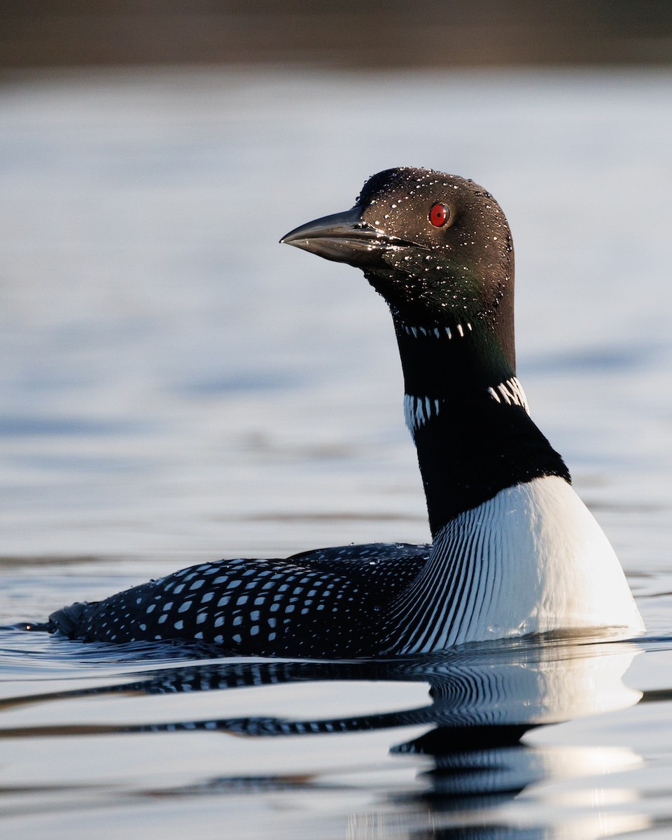 Plongeon huard - ML569276171