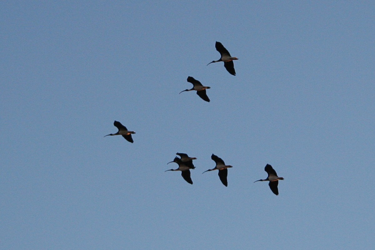 ibis slámokrký - ML569276451