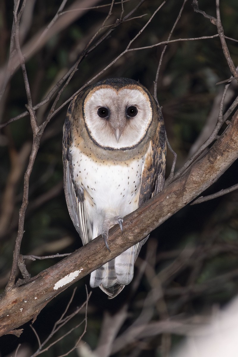 Australian Masked-Owl - ML569276501