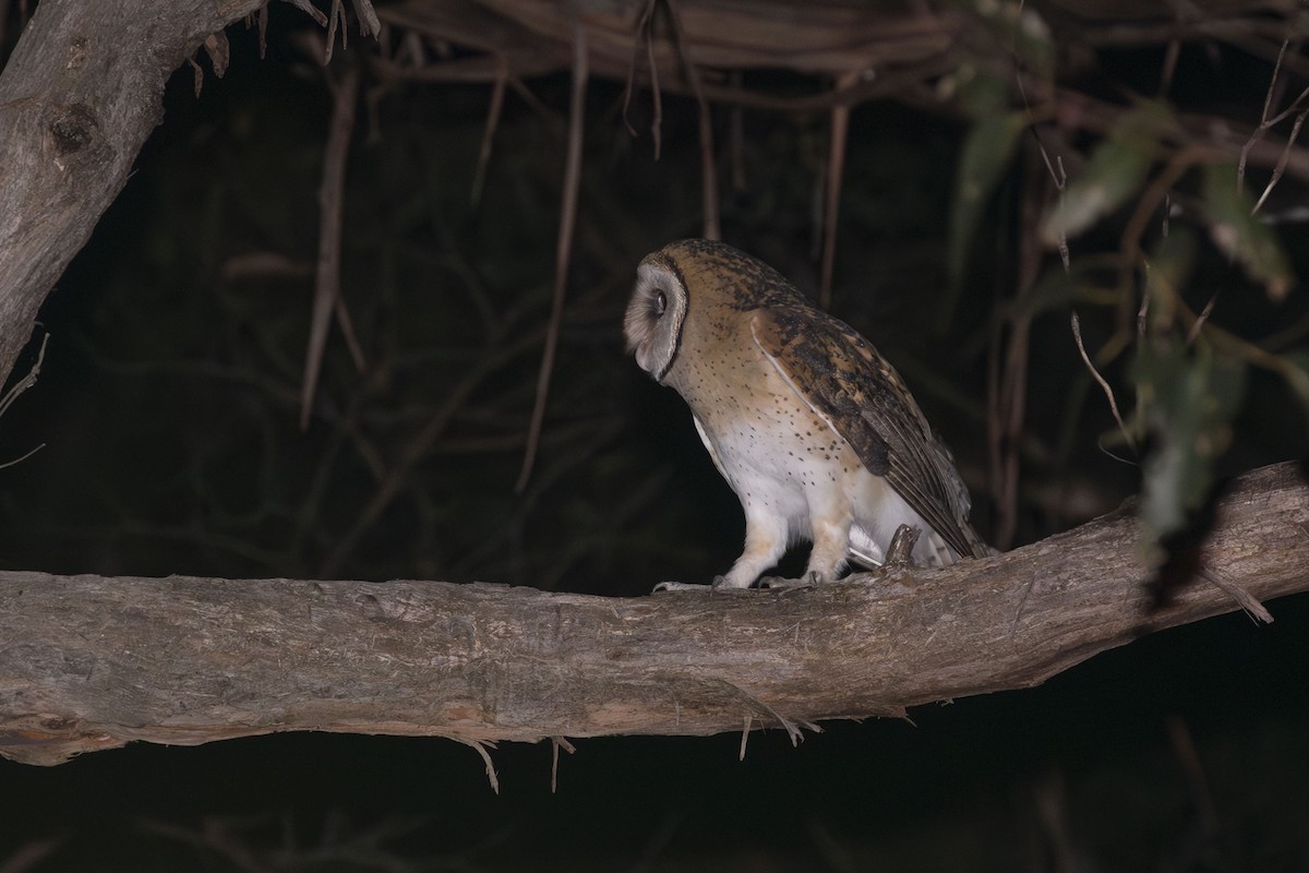 Australian Masked-Owl - ML569276511