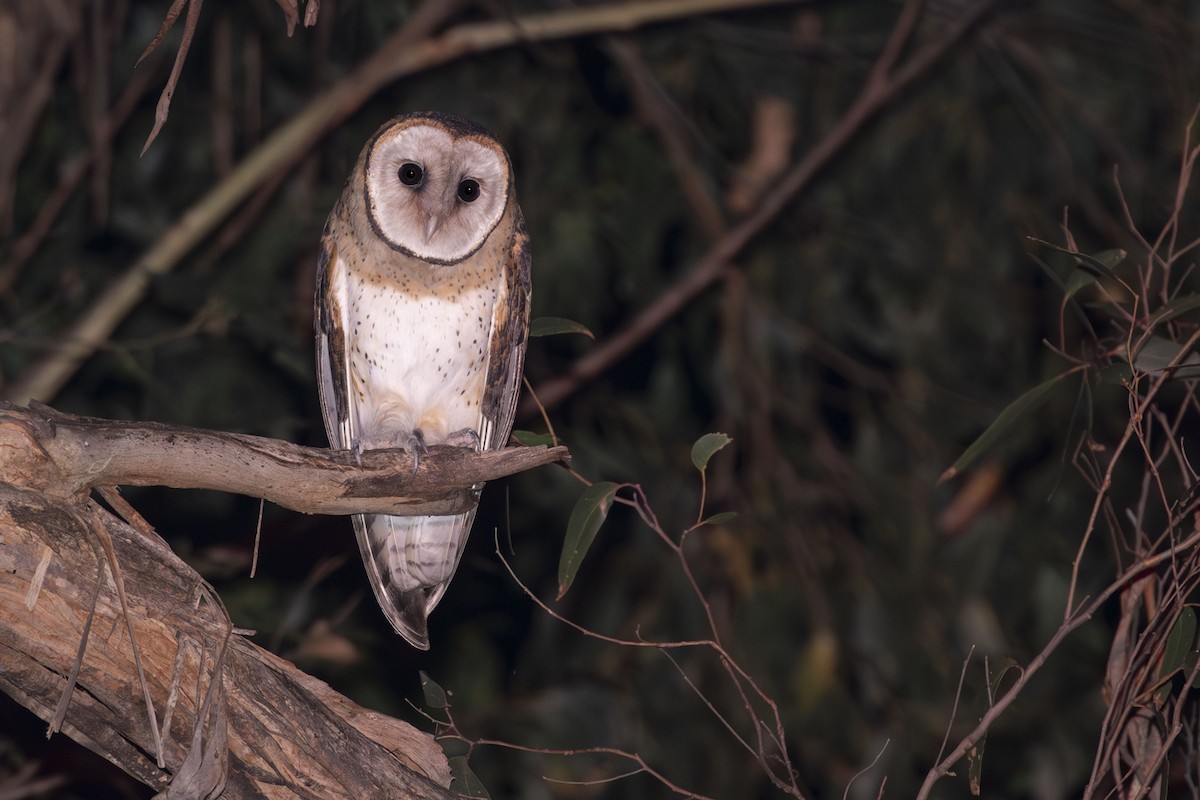 Australian Masked-Owl - ML569276521