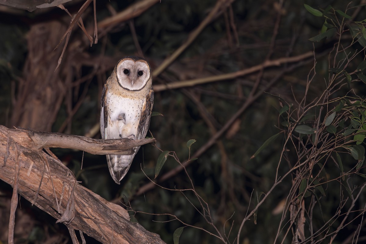 Australian Masked-Owl - ML569276531