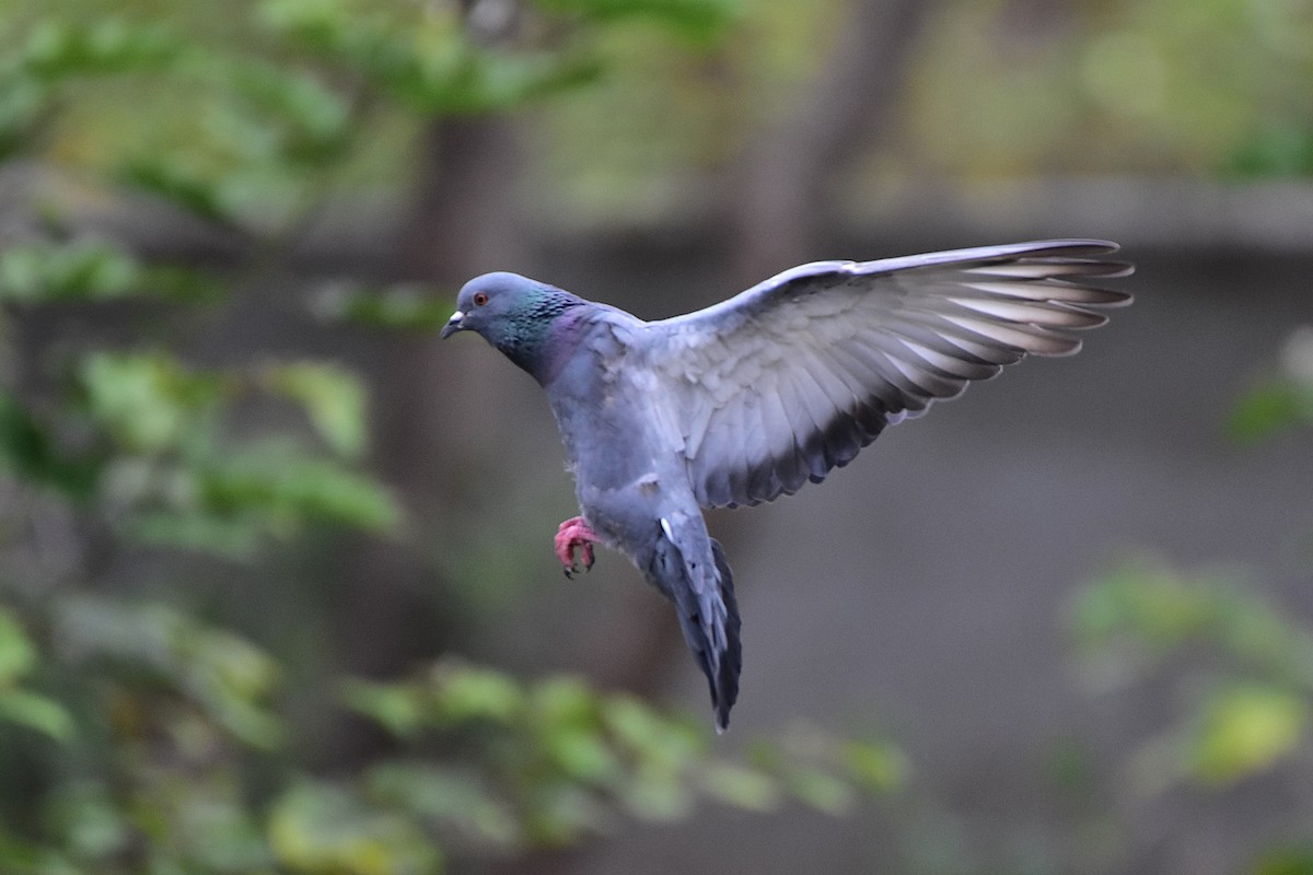 Rock Pigeon (Feral Pigeon) - ML569276631