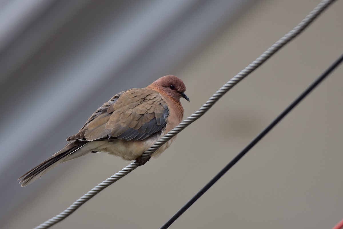 Laughing Dove - ML569277741