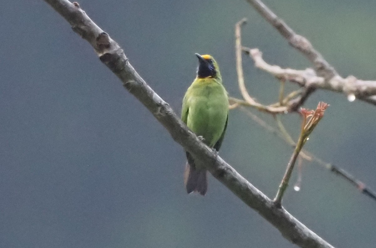 Golden-fronted Leafbird - ML569278641