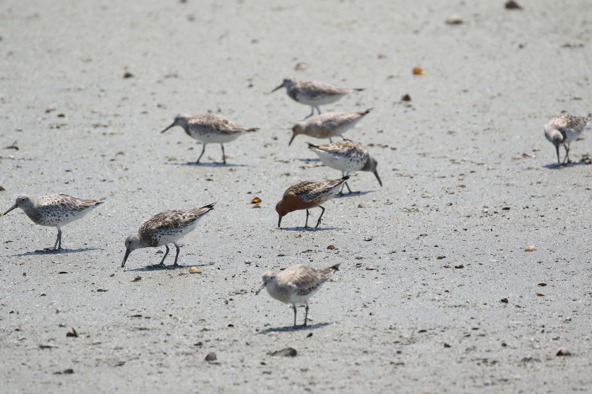 Red Knot - ML569279381