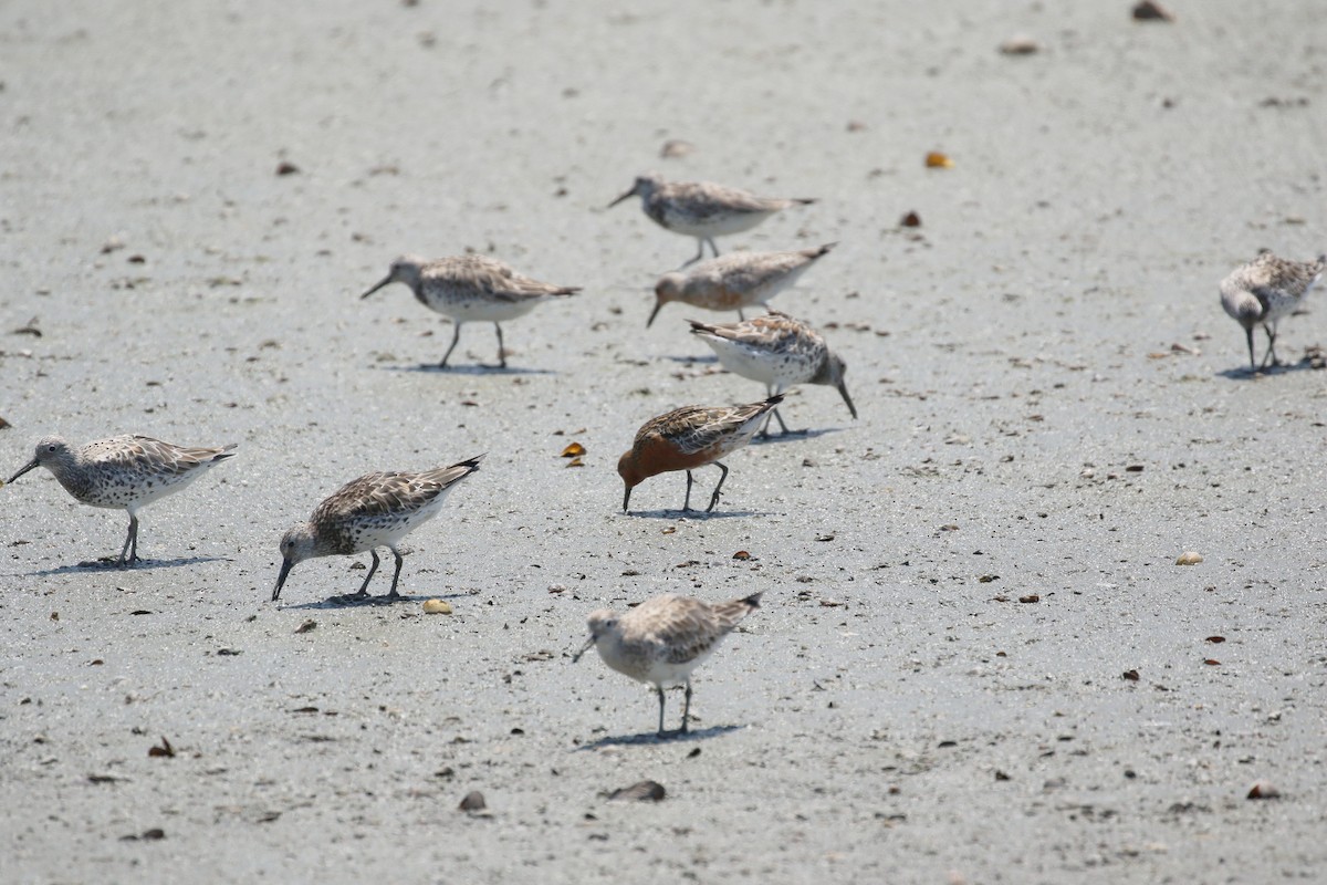 Red Knot - Yu-Lian Shen