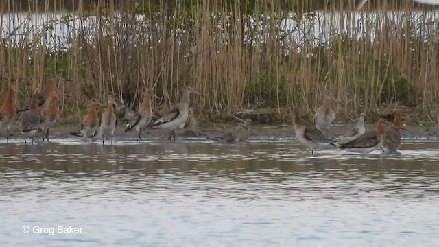 Red Knot - ML569279581