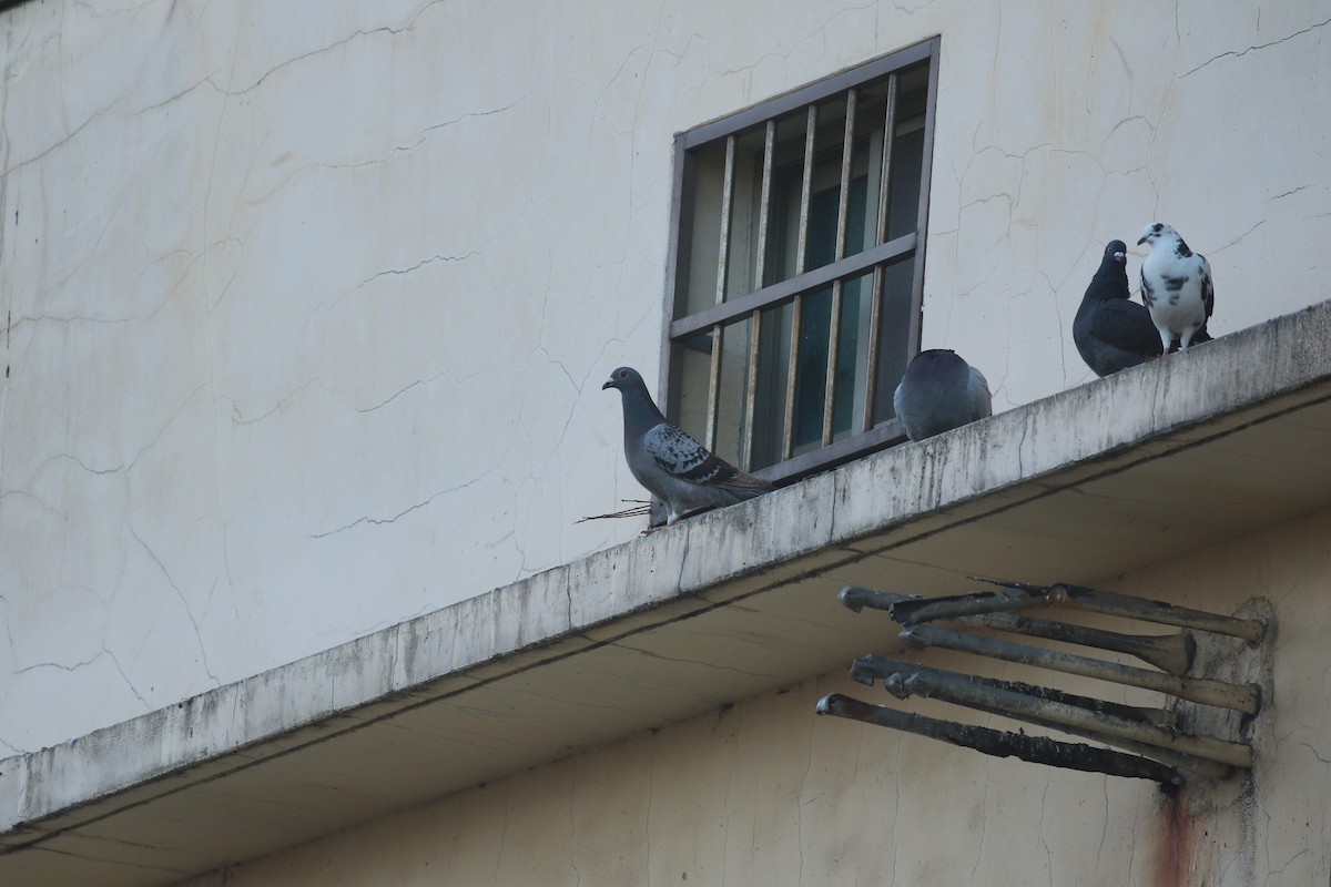 Rock Pigeon (Feral Pigeon) - ML569281221