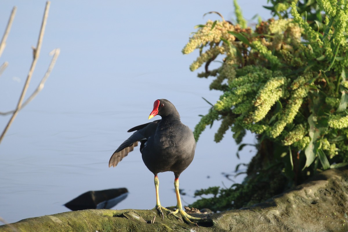 Eurasian Moorhen - ML569281251