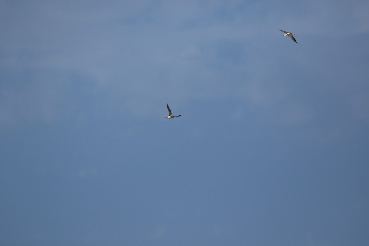 Common Greenshank - ML569281411