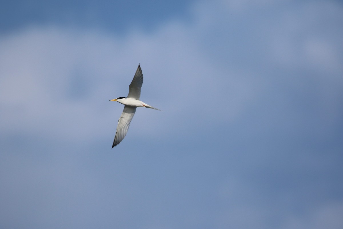 Little Tern - ML569281441
