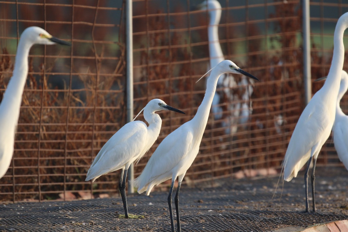 Little Egret (Western) - ML569281501
