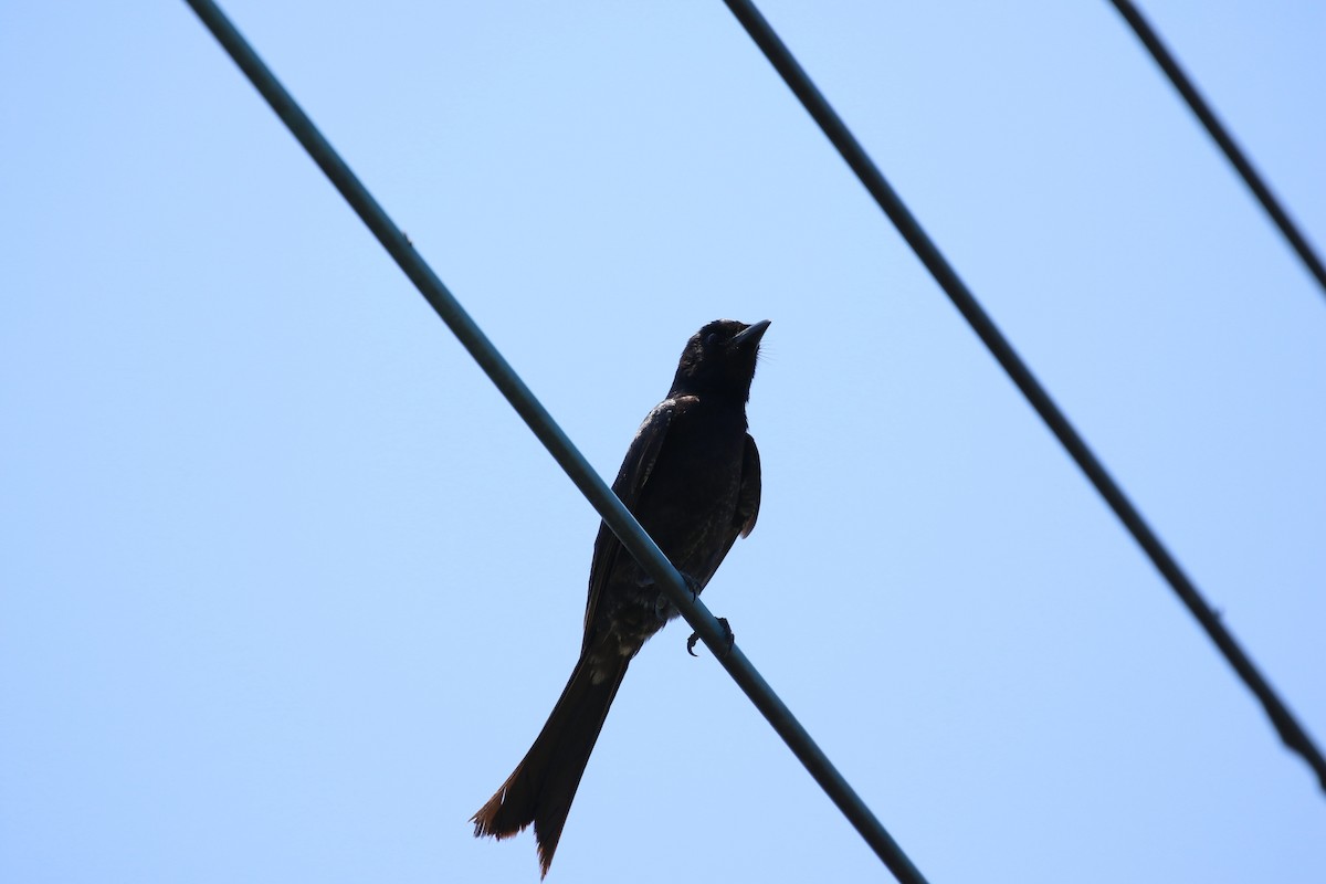 Black Drongo - ML569281551