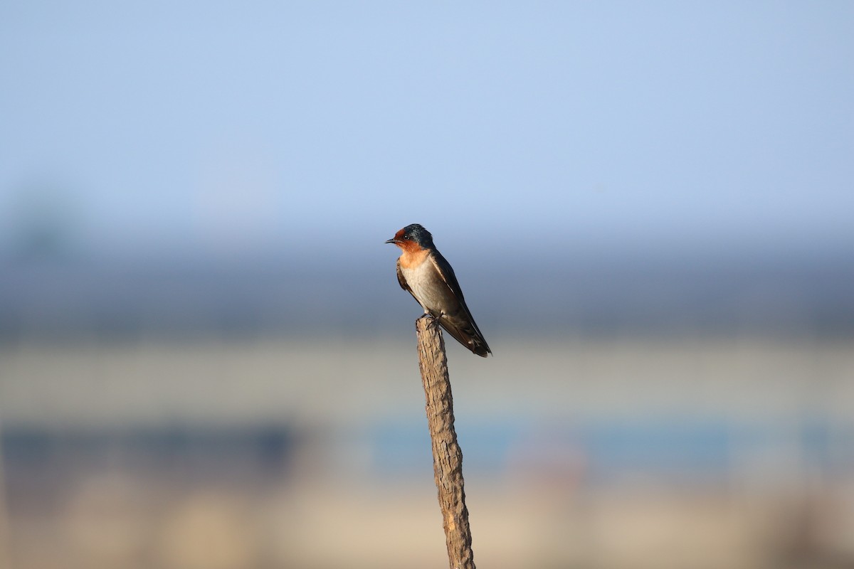 Pacific Swallow - ML569281671