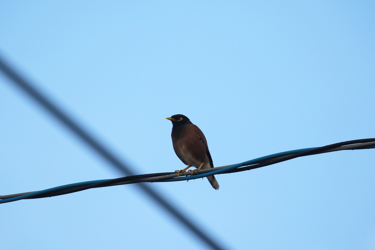 Common Myna - ML569281871