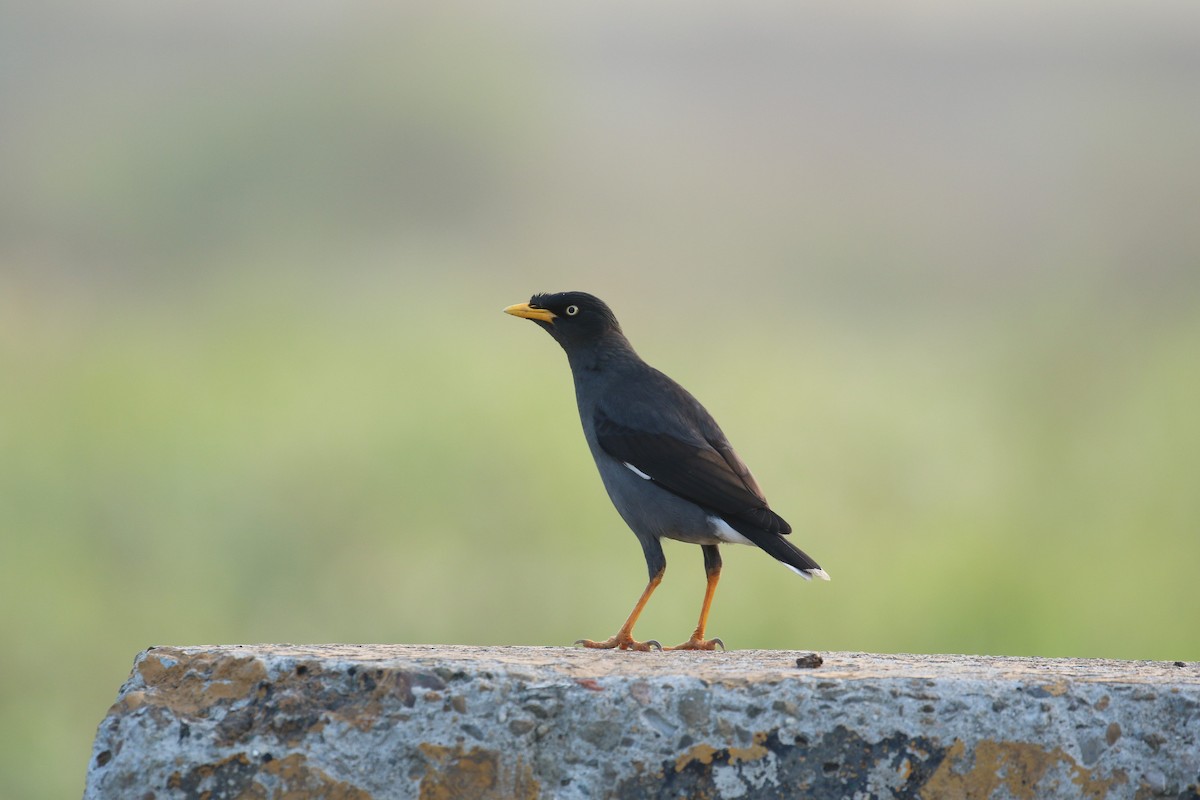 Javan Myna - ML569281901