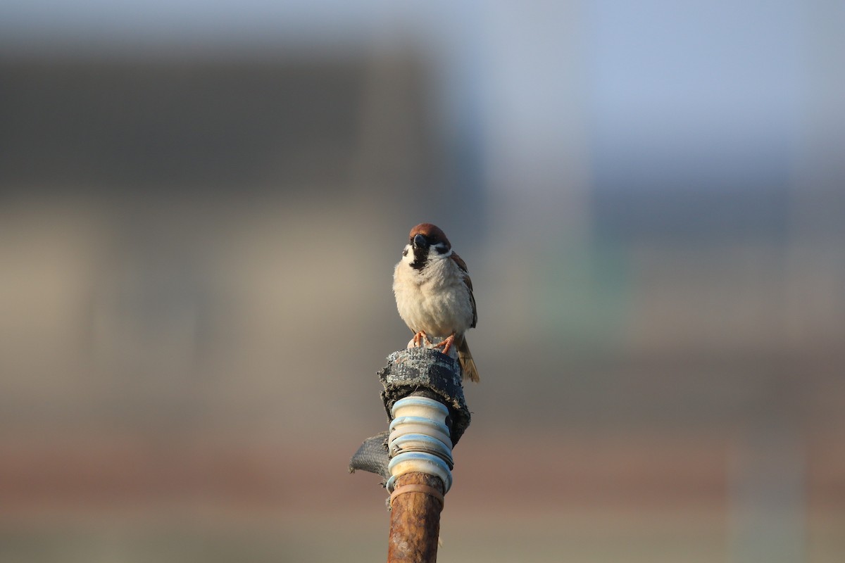 Eurasian Tree Sparrow - ML569281921