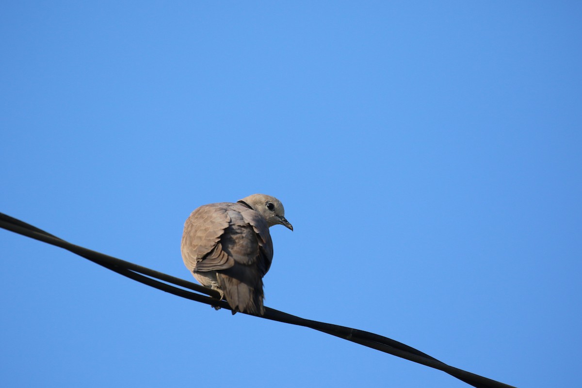 Red Collared-Dove - ML569282021