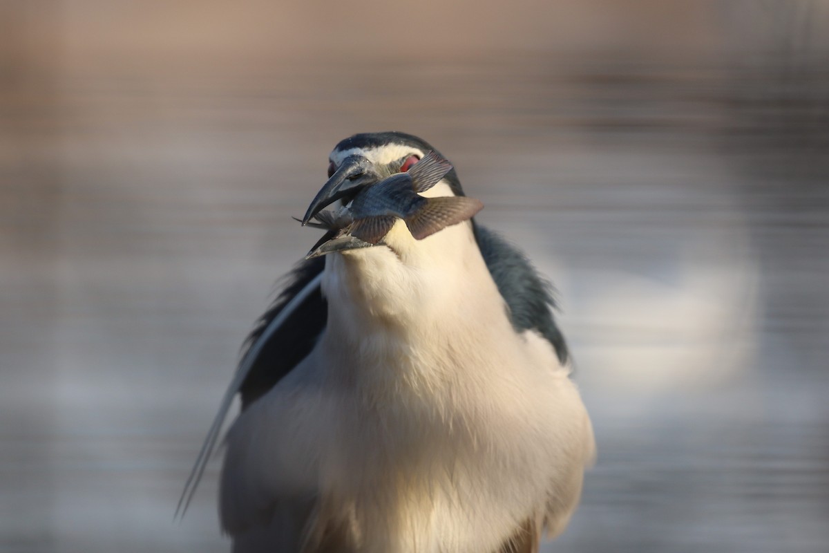 Black-crowned Night Heron - ML569282301