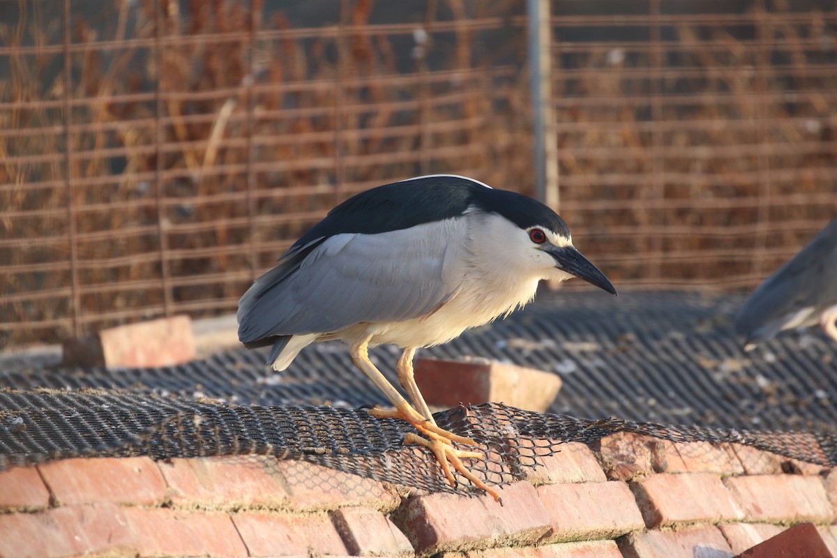 Black-crowned Night Heron - ML569282311