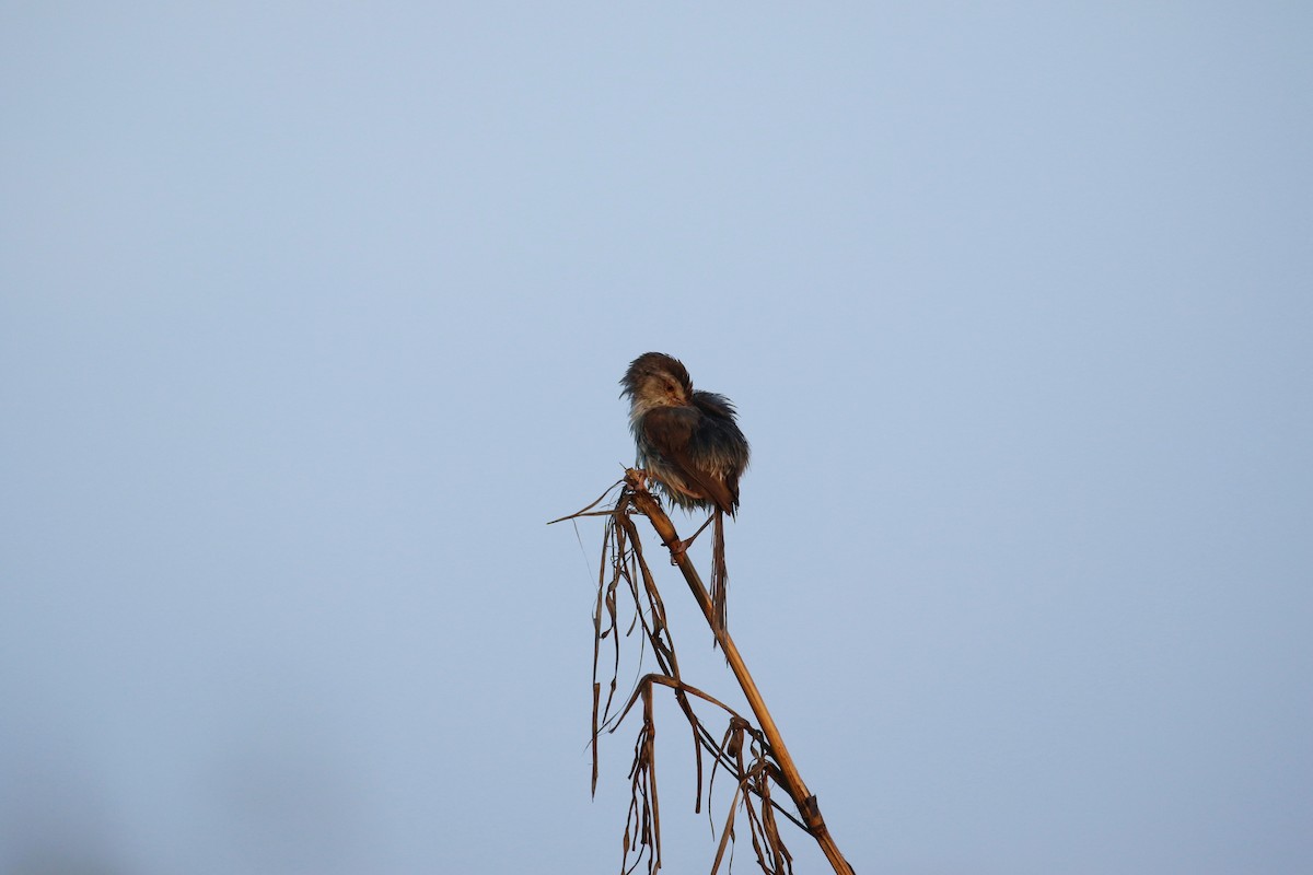 Plain Prinia - ML569282381