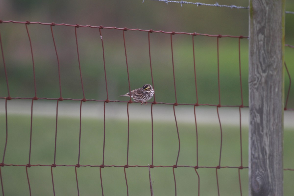 Savannah Sparrow - ML56928271
