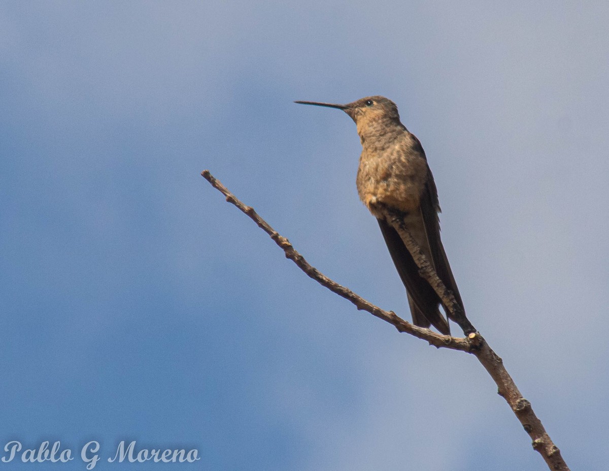 Giant Hummingbird - ML569283521