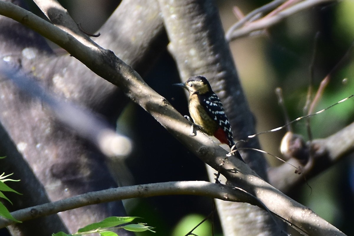 Fulvous-breasted Woodpecker - ML569283531