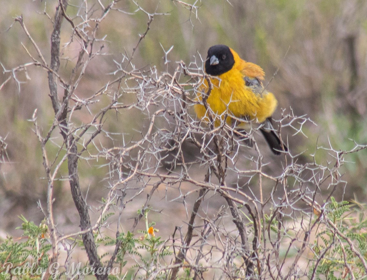 Black-hooded Sierra Finch - ML569283791