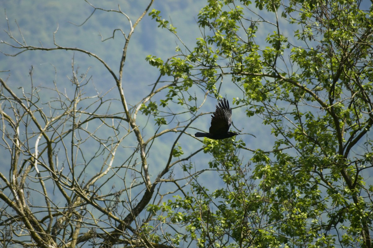 Carrion Crow - ML569283881