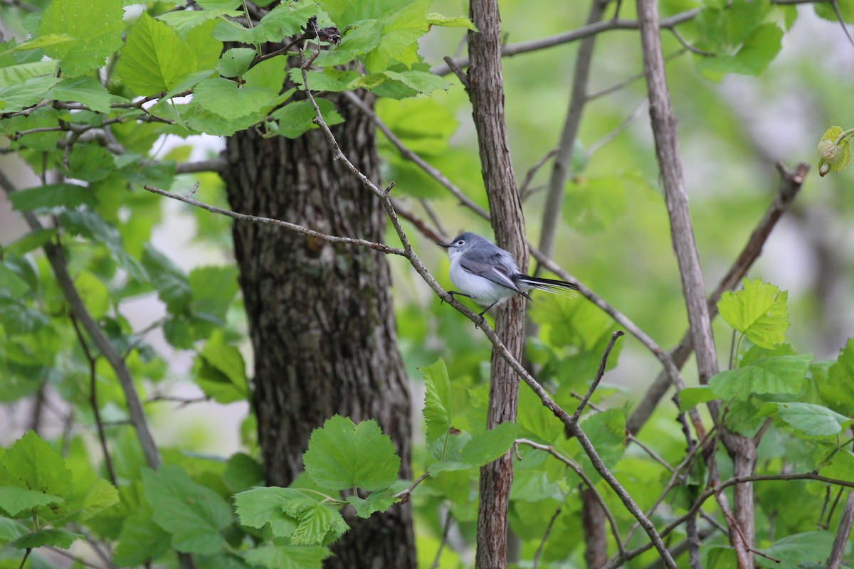 Blue-gray Gnatcatcher - ML56928531