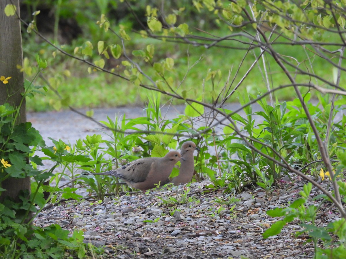 Mourning Dove - ML569286331
