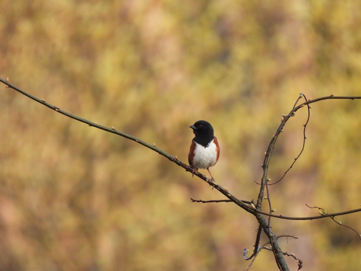 Eastern Towhee - ML569288821