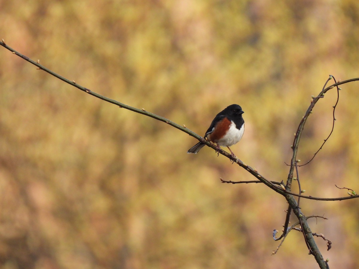 Eastern Towhee - ML569288831