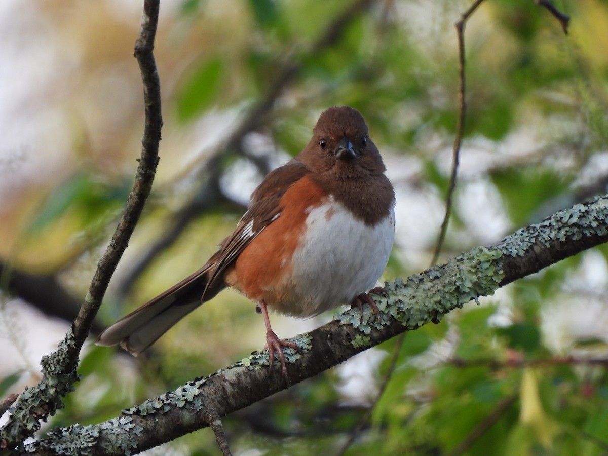 Eastern Towhee - ML569288841