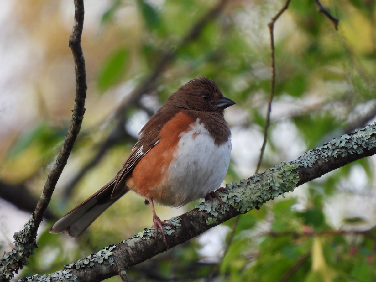 Eastern Towhee - ML569288851