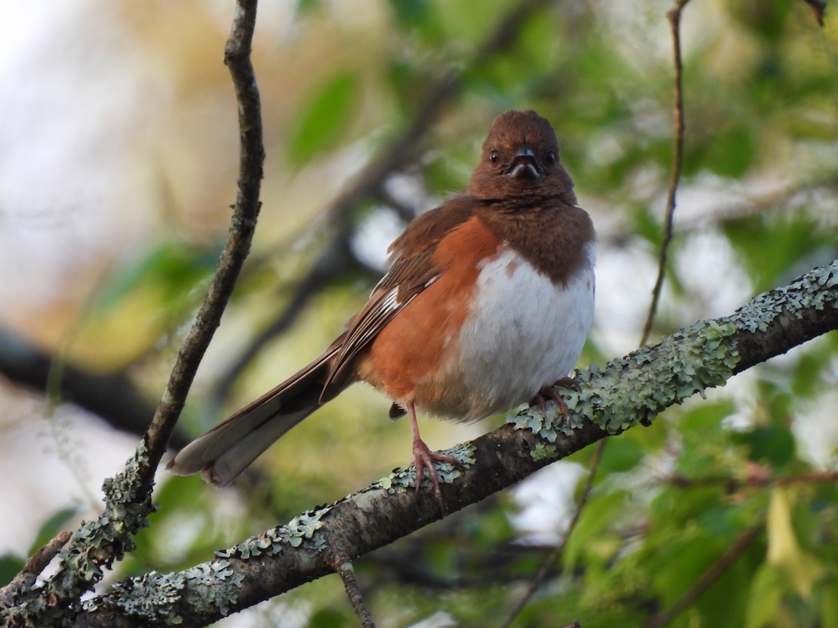 Eastern Towhee - ML569288861