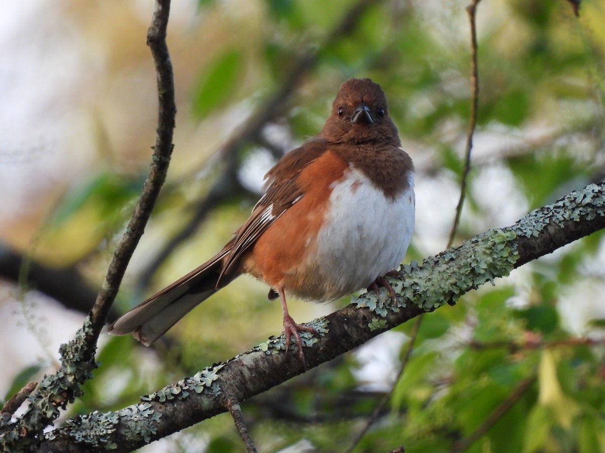 Eastern Towhee - ML569288871