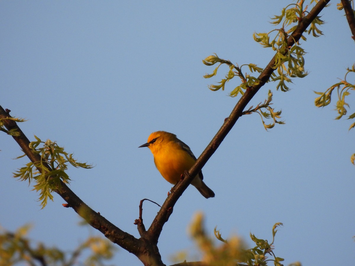 Blue-winged Warbler - ML569288881