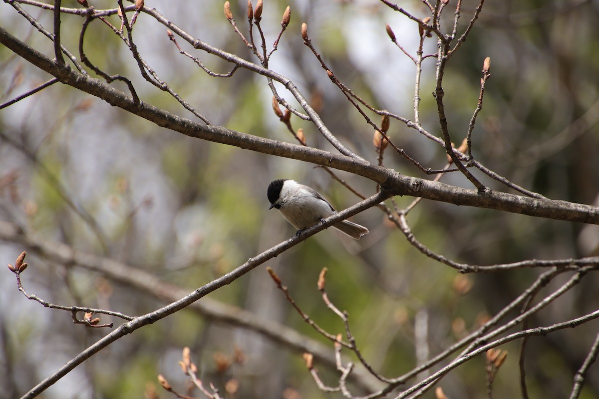 Marsh Tit - ML569289711