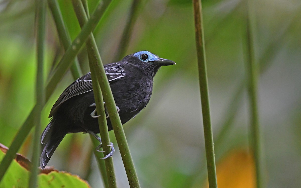 Bare-crowned Antbird - Christoph Moning