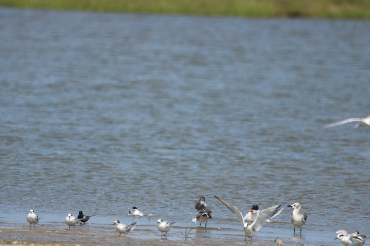 Sanderling - ML569291861