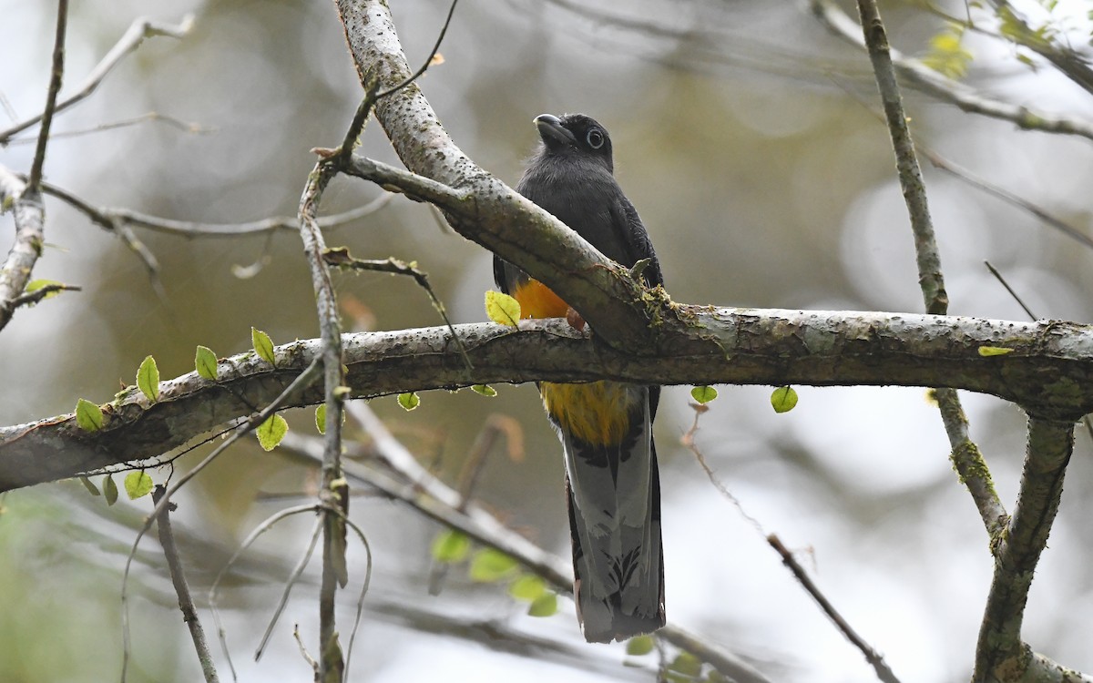 Ak Kuyruklu Trogon - ML569292071